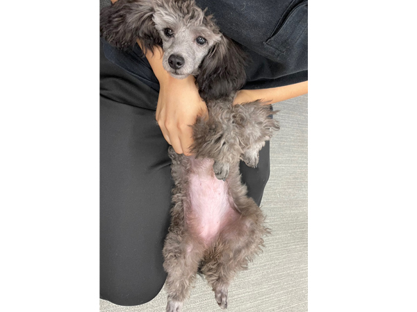 ☆生徒が撮影したモデル犬☆